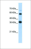 Anti-NRF1 (ab1) antibody produced in rabbit affinity isolated antibody