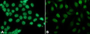 Anti-Histone H3 antibody produced in rabbit IgG fraction of antiserum, buffered aqueous solution