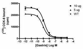 ChemiScreen Recombinant Human CCK2 Cholecystokinin Receptor Membrane Preparation Human CCK2 / CCKb GPCR membrane preparation for Radioligand binding Assays &amp; GTPγS binding.