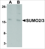 Anti-SUMO2/3 antibody produced in rabbit affinity isolated antibody, buffered aqueous solution