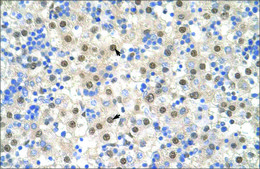 Anti-TARDBP (AB1) antibody produced in rabbit IgG fraction of antiserum