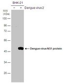 抗-NS1 兔抗 affinity isolated antibody, buffered aqueous solution