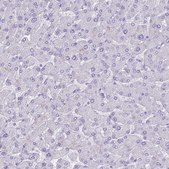 Anti-INS antibody produced in rabbit Prestige Antibodies® Powered by Atlas Antibodies, affinity isolated antibody, buffered aqueous glycerol solution
