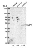 Anti-USF1 antibody produced in rabbit Prestige Antibodies® Powered by Atlas Antibodies, affinity isolated antibody, buffered aqueous glycerol solution