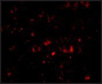 Anti-NPTX2 antibody produced in rabbit affinity isolated antibody, buffered aqueous solution