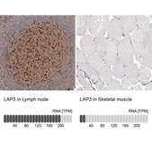 Anti-LAP3 antibody produced in rabbit Prestige Antibodies® Powered by Atlas Antibodies, affinity isolated antibody, buffered aqueous glycerol solution, ab1