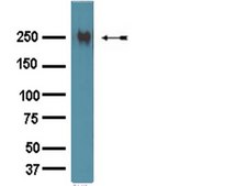 Anti-Fibronectin Antibody Chemicon®, from rabbit