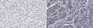 Anti-CXCR4 Antibody, clone 2L2, ZooMAb® Rabbit Monoclonal recombinant, expressed in HEK 293 cells