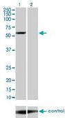 Monoclonal Anti-YES1 antibody produced in mouse clone 2F4, purified immunoglobulin, buffered aqueous solution