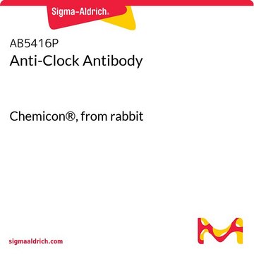 Anti-Clock Antibody Chemicon®, from rabbit