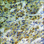 Anti-phospho-CRYAB/Crystallin-α-B (pSer59) antibody produced in rabbit affinity isolated antibody