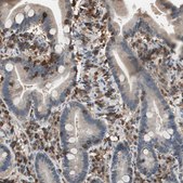 Anti-NFATC2 antibody produced in rabbit Prestige Antibodies® Powered by Atlas Antibodies, affinity isolated antibody, buffered aqueous glycerol solution