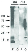 Anti-APP antibody produced in rabbit 1 mg/mL, affinity isolated antibody