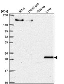 Anti-SH3BP5 antibody produced in rabbit Prestige Antibodies® Powered by Atlas Antibodies, affinity isolated antibody
