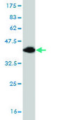 Monoclonal Anti-TBR1 antibody produced in mouse clone 3F6, purified immunoglobulin, buffered aqueous solution
