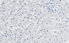 Anti-p-PDHA1-Ser232 Antibody, clone 2D5 ZooMAb® Rabbit Monoclonal recombinant, expressed in HEK 293 cells