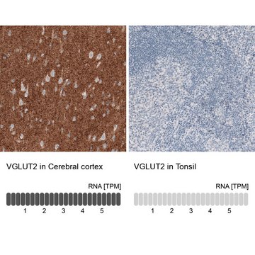 Monoclonal Anti-VGLUT2 antibody produced in mouse Prestige Antibodies® Powered by Atlas Antibodies, clone CL2921, purified immunoglobulin, buffered aqueous glycerol solution