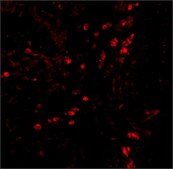 抗-LAMP-1 兔抗 affinity isolated antibody, buffered aqueous solution