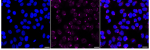 KD-Validated Anti Somatostatin Receptor 5 Antibody, clone 24GB2600, Rabbit Monoclonal clone 24GB2600, recombinant rabbit monoclonal, expressed in HEK293 cells