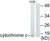 Anti-Cytochrome c antibody produced in rabbit affinity isolated antibody