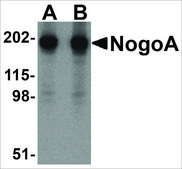 Anti-NOGOA (ab1) antibody produced in rabbit affinity isolated antibody, buffered aqueous solution