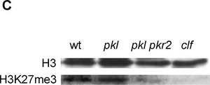 Anti-Histone H3 Antibody, CT, pan serum, Upstate®