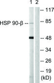 Anti-HSP90B antibody produced in rabbit affinity isolated antibody