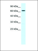 Anti-KCNN2 antibody produced in rabbit IgG fraction of antiserum
