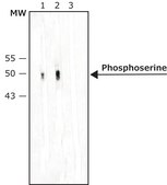 单克隆抗-磷酸丝氨酸 小鼠抗 clone PSR-45, purified from hybridoma cell culture