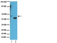 抗细胞色素P450 酶CYP2E1抗体 serum, Chemicon®