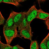 Anti-FAM124A antibody produced in rabbit Prestige Antibodies® Powered by Atlas Antibodies, affinity isolated antibody, buffered aqueous glycerol solution