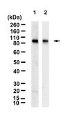 Anti-Mitofusin-1 Antibody, clone 1I7 ZooMAb® Rabbit Monoclonal recombinant, expressed in HEK 293 cells