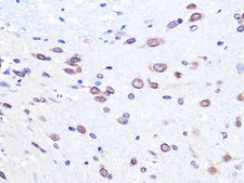Anti-UBE2I antibody produced in rabbit