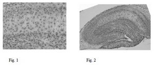 Anti-Pan-QKI Antibody, clone N147/6 clone N147/6, from mouse