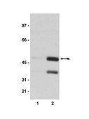 Anti-phospho-CREB (Ser133) Antibody, clone 10E9 clone 10E9, Upstate®, from mouse