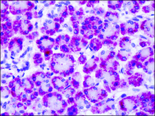 Anti-GRM4 / MGLUR4 antibody produced in rabbit affinity isolated antibody