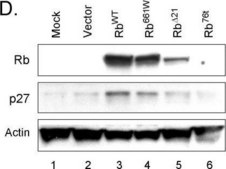 Anti-Actin antibody produced in rabbit affinity isolated antibody, buffered aqueous solution