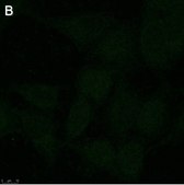 Anti-ATF4 Antibody, clone 1B21 ZooMAb® Rabbit Monoclonal recombinant, expressed in HEK 293 cells