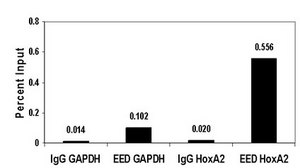 ChIPAb+ EED - ChIP Validated Antibody and Primer Set from rabbit