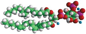 18:0-20:4 PI(4,5)P2 1-stearoyl-2-arachidonoyl-sn-glycero-3-phospho-(1′-myo-inositol-4′,5′-bisphosphate) (ammonium salt), powder