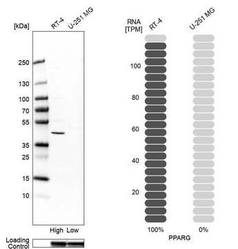 抗-PPARG 兔抗 Prestige Antibodies® Powered by Atlas Antibodies, affinity isolated antibody