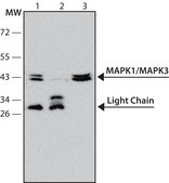 Anti-MAP Kinase, Non-Phosphorylated ERK antibody, Mouse monoclonal clone ERK-NP2, purified from hybridoma cell culture