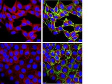 Anti-mTOR Antibody, clone 21A12.2 clone 21A12.2, from mouse