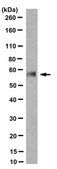 Anti-PXR Antibody, clone 1F10.1 clone 1F10.1, from mouse