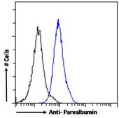 Anti-Parvalbumin antibody produced in goat affinity isolated antibody, buffered aqueous solution