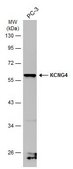 Anti-KCNG4 antibody produced in rabbit affinity isolated antibody, buffered aqueous solution