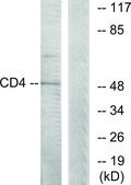 Anti-CD4 antibody produced in rabbit affinity isolated antibody