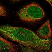 Anti-CARD8 antibody produced in rabbit Prestige Antibodies® Powered by Atlas Antibodies, affinity isolated antibody, buffered aqueous glycerol solution
