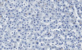 Anti-HNF-4alpha Antibody, clone 4C19 ZooMAb® Rabbit Monoclonal recombinant, expressed in HEK 293 cells