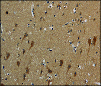 Anti-HSPG2 antibody produced in rabbit affinity isolated antibody